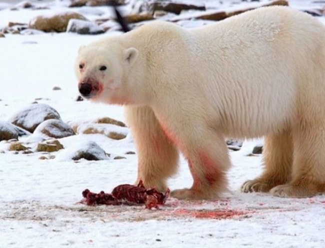 خرس های قطبی بزرگسال فقط پوست و چربی شکار خود را می خوردند و گوشت آن را برای توله های خود یا دیگر حیوانات گرسنه می گذارند.
