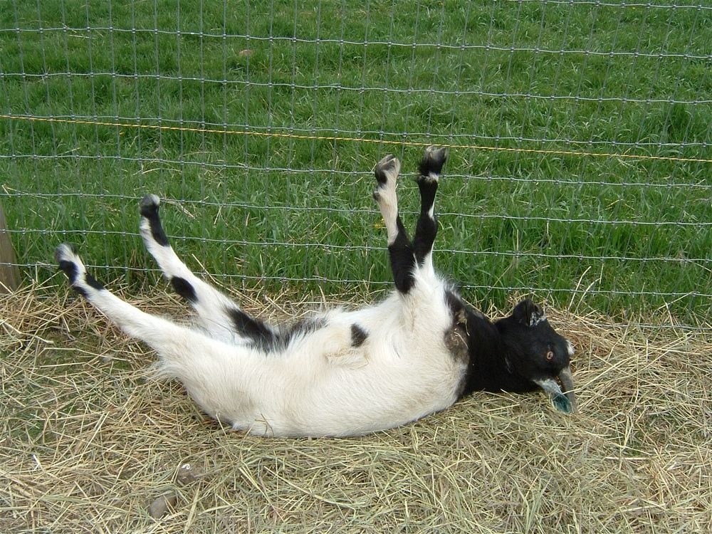 fainting-goat-26