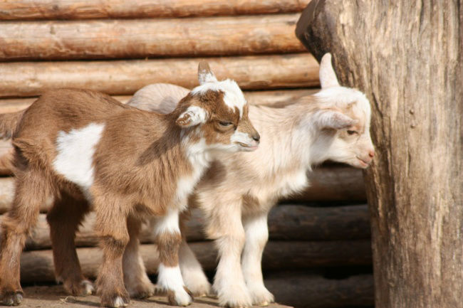 [عکس: 14212660-goats-49172_1920-1493908017-650...7-w700.jpg]