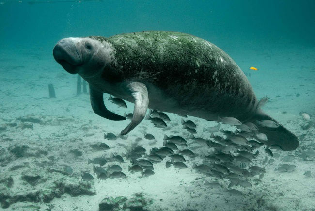 14213010-manatee-387195_1920-1493989957-650-1850a0a2bf-1494232807-w700