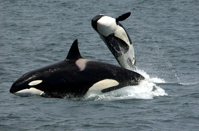 [عکس: 14213060-killer-whales-1945411_1280-1493...7-w700.jpg]