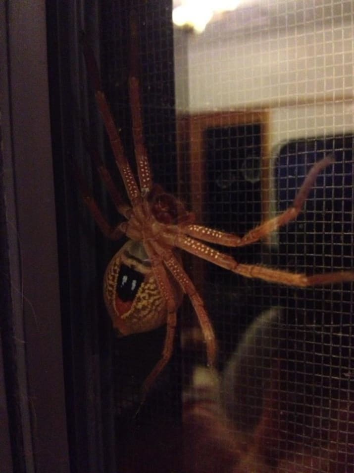 عنکبوت های بزرگی که خیلی راحت وارد خانه ها می شوند