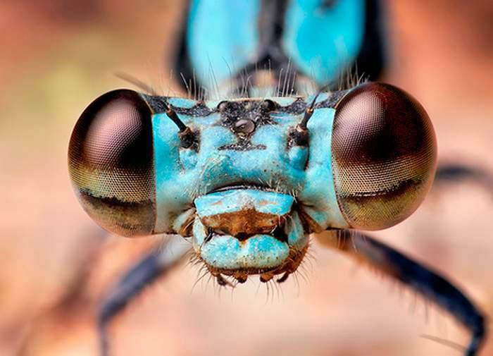 Macro-Photography-of-Insects-eyes-1-w700