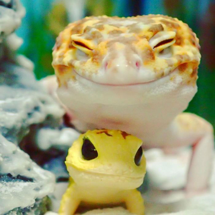 cute-happy-gecko-with-toy-kohaku-1-591e9c32b76f1__700-w700