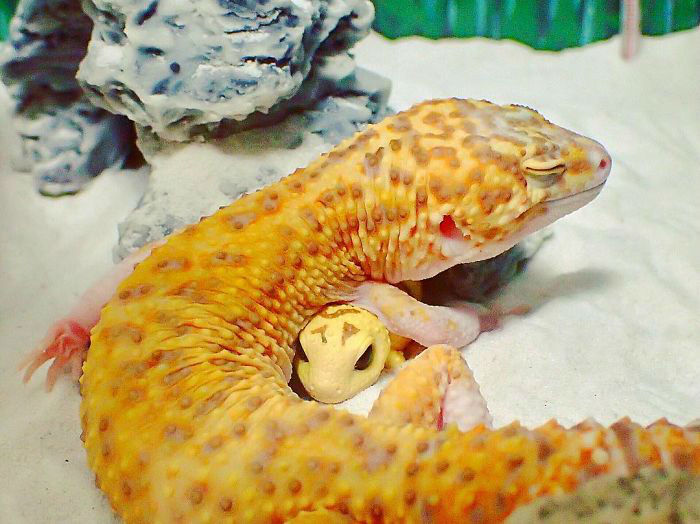 cute-happy-gecko-with-toy-kohaku-16-591e9c5a1148f__700-w700
