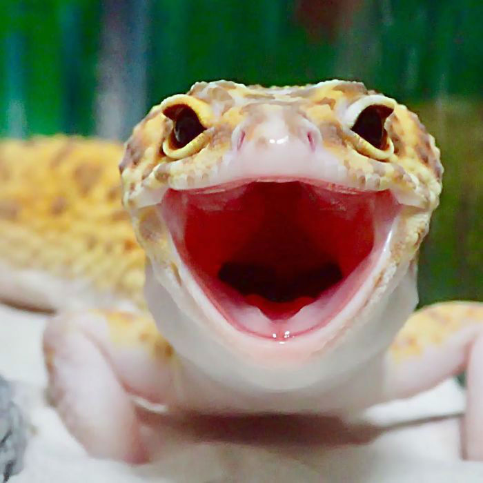 cute-happy-gecko-with-toy-kohaku-18-591e9c60cae14__700-w700