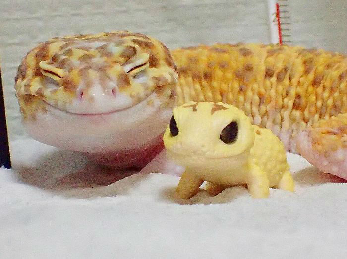 cute-happy-gecko-with-toy-kohaku-24-591e9c6e0b156__700-w700