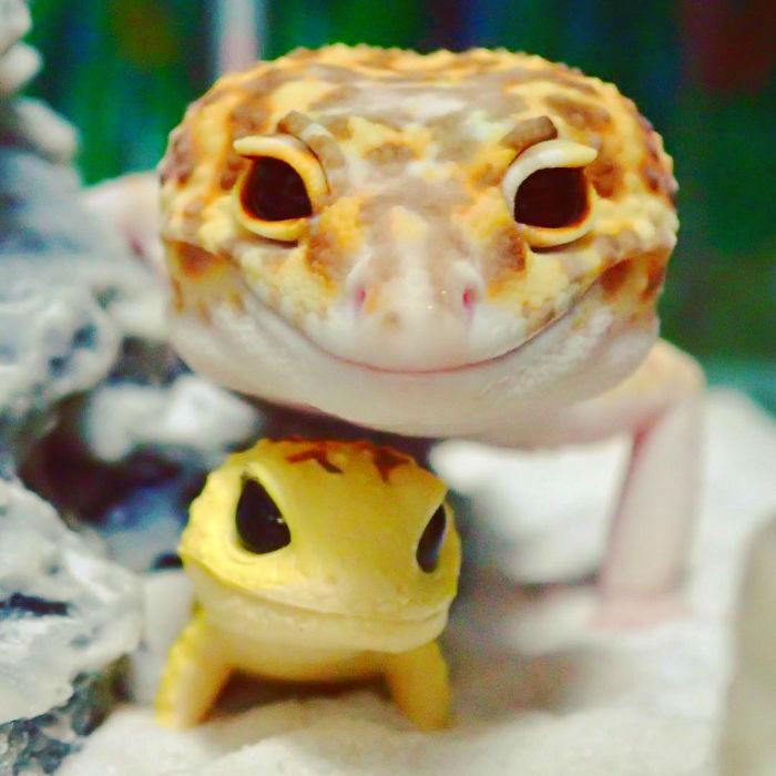 cute-happy-gecko-with-toy-kohaku-5-591e9c3dce145__700-w700