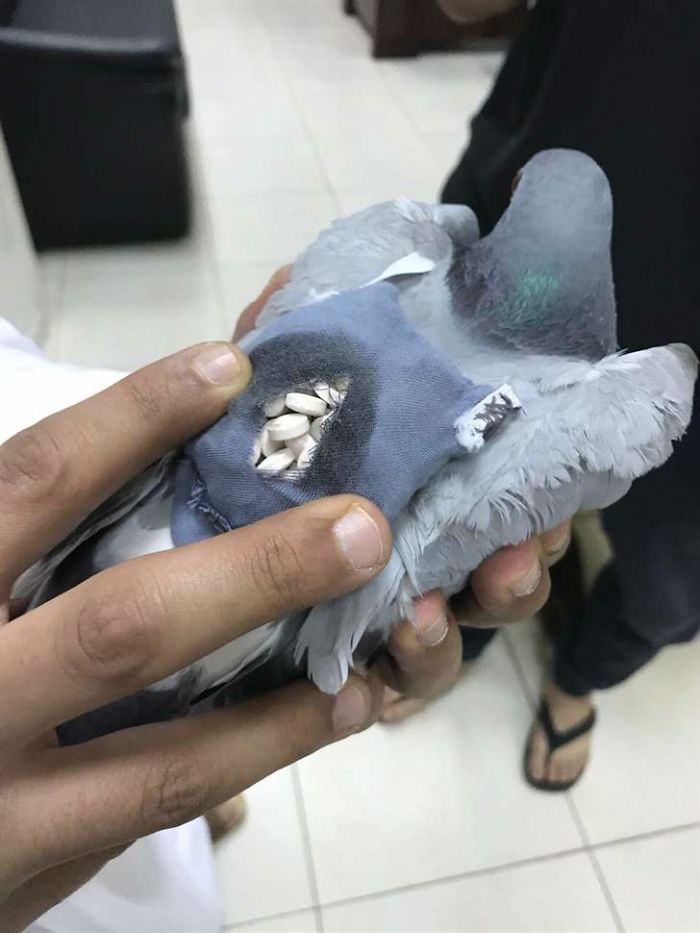 ecstasy-drug-smuggling-pigeon-iraq-kuwait-5926d857bf790__700-w700