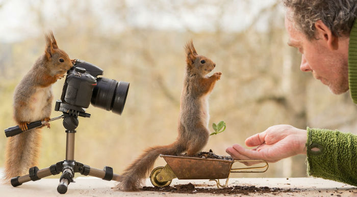 تصاویری زیبا از سنجاب های قرمز