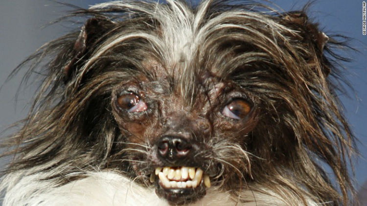 170622155718-02-ugly-dog-contest-preview-exlarge-169-w750