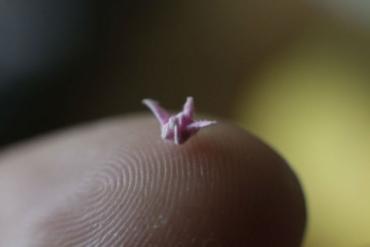 I-made-a-tiny-origami-crane-with-just-my-fingers-and-the-internet-loved-it-594c38a9d3c36__880-w750