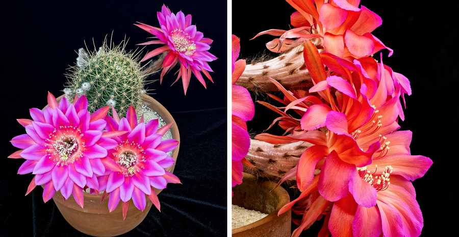 blooming-cactus-flower-timelapse-echinopsis-freak-fb