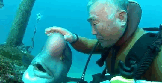 diver-fish-25-year-friendship-hiroyuki-arakawa-japan-594ccae8e6521__700