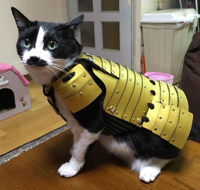 pet-dog-cat-armor-samurai-age-japan-5-w700