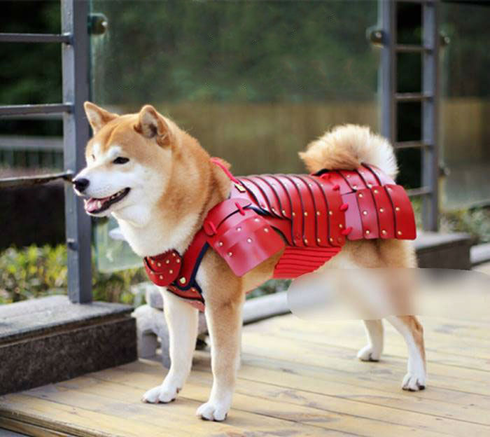 pet-dog-cat-armor-samurai-age-japan-7a-w700