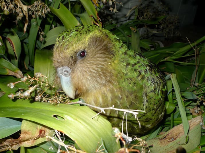 کاکاپو شبیه طوطی و بومی جزیره نیوزلند است. این موجود در حال انقراض است به طوری که فقط 65 عدد از این پرنده وجود دارد.