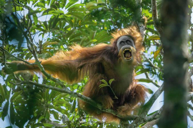 15-Best-Animal-Gallery-Orangutans_4_adapt_1900_1.adapt.676.1-w700