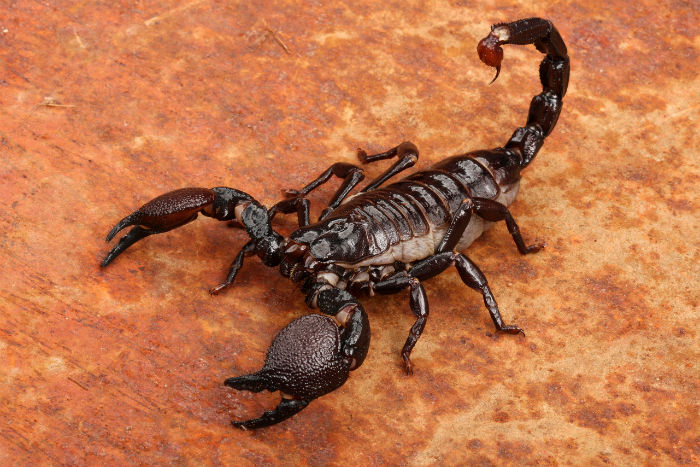 170413-jones-scorpion-tease_eccvmy-w700