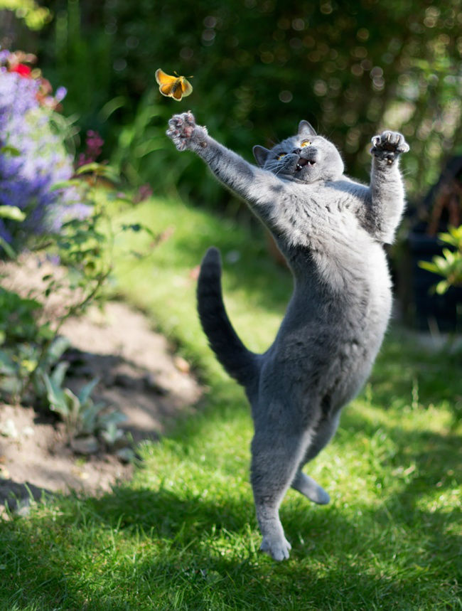 307055-funny-jumping-cats-51__880-650-8d3572accc-1484634044-w700