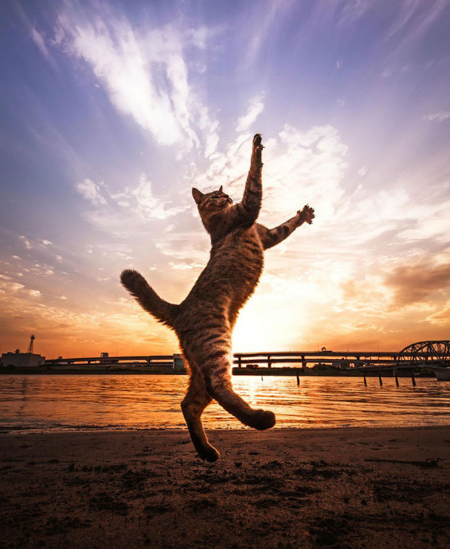 307155-funny-jumping-cats-91__880-650-ea4c2a9df3-1484634044-w700