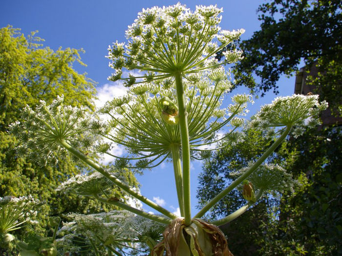 heracleum-mantegazzianum-giant-hogweed-cartwheel-flower-giant-cow-parsnip-w700