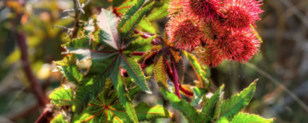 ricinus-communis-castor-bean-w700