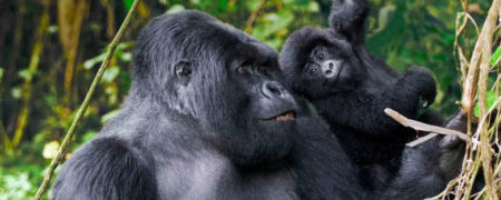 silverback-gorilla-fighting-wallpaper-2-w700