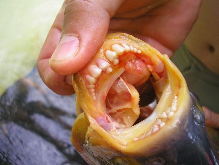 ماهی با دندان های شبیه به انسان