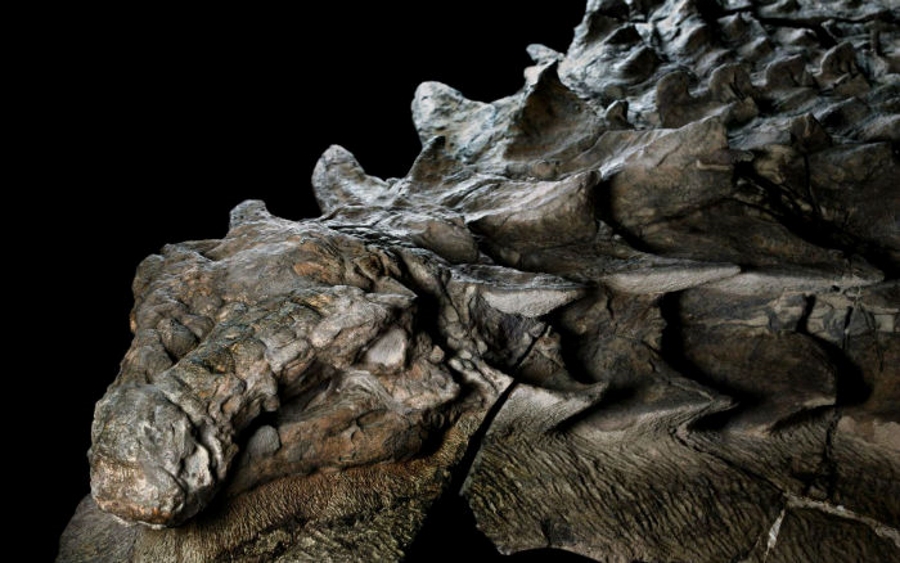 کشف «مومیایی» نسبتاً سالم و دست نخورده یک دایناسور غول پیکر در کانادا