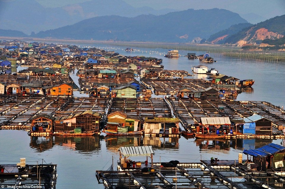 مزارع شناور و قفس های دریایی پرورش ماهی در کشور چین