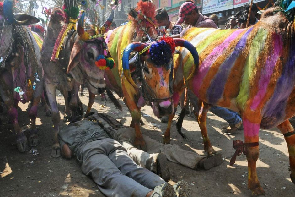 گای گوهری؛ مراسمی که گله های گاو از روی بدن مردان هندو عبور می کنند