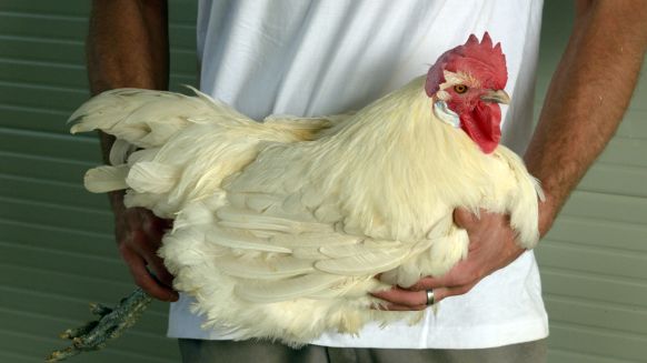 پرورش گران ترین مرغ جهان در یکی از روستا های فرانسه