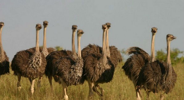 [عکس: Hadara-raised-by-Ostriches-w700.jpg]