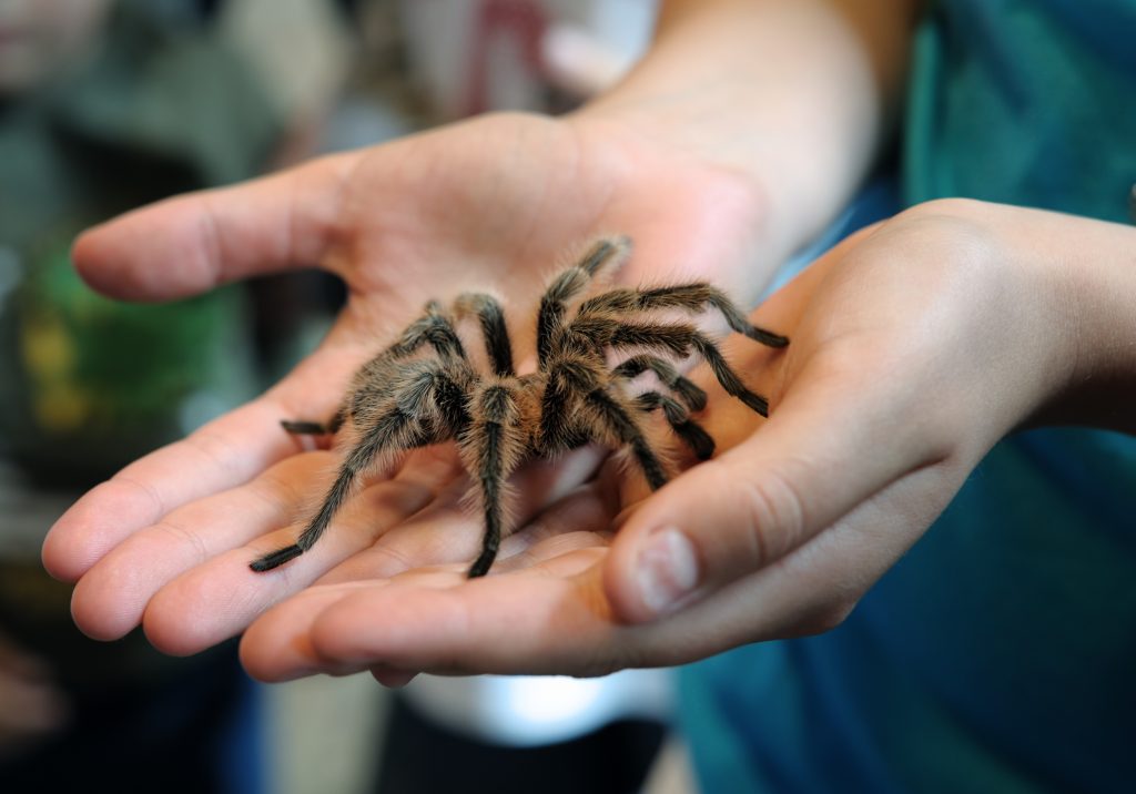 سمی ترین و خطرناک ترین عنکبوت های جهان