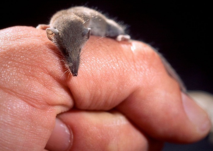کوچک ترین پستانداران دنیا