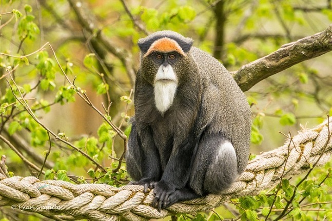 2De-Brazza%E2%80%99s-Monkey-most-expensive-animals.jpg
