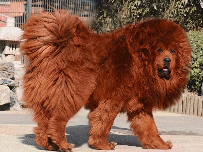 6Tibetan-Mastiff-most-expensive-animals.jpg
