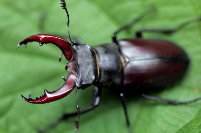 8Stag-Beetle-most-expensive-animals.jpg