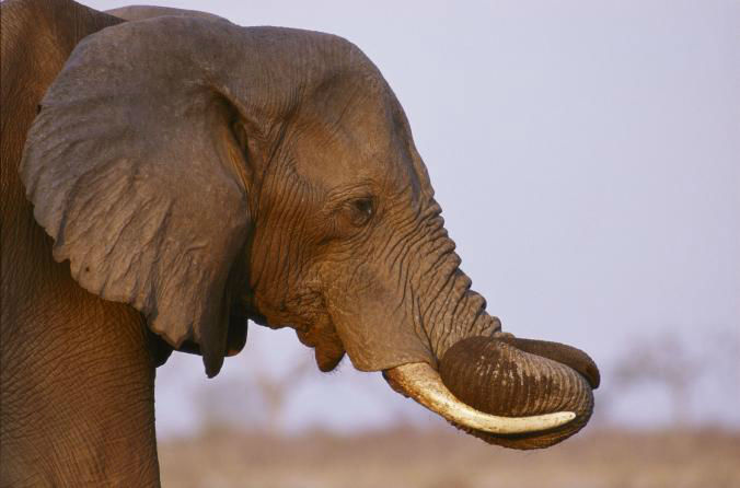 01-wildlife-watch-elephant-hides-africa.adapt_.676.1-w750.jpg