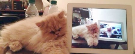 سایه تکنولوژی بر زندگی حیوانات؛ اندر احوالات گربه‌های امروزی