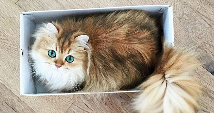 با «اسموتی» آشنا شوید؛ فتوژنیک ترین گربه جهان