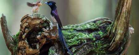 ثبت مهر مادری پرندگان در قاب دوربین