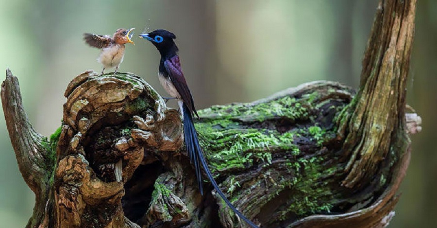 ثبت مهر مادری پرندگان در قاب دوربین