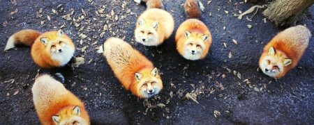 منتخبی از برنده‌های مسابقه عکاسی با آیفون