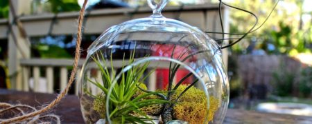 آموزش ساخت تراریوم و محافظت از آن