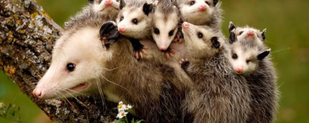 مادرانه‌های جالب و خنده‌دار حیوانات