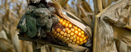 غذاهای عجیبی که هرگز آنها را امتحان نخواهید کرد