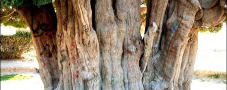 از سر در آوردن سکه های هخامنشی در مترو تهران تا ثبت ملی درختان کهنسال ایران