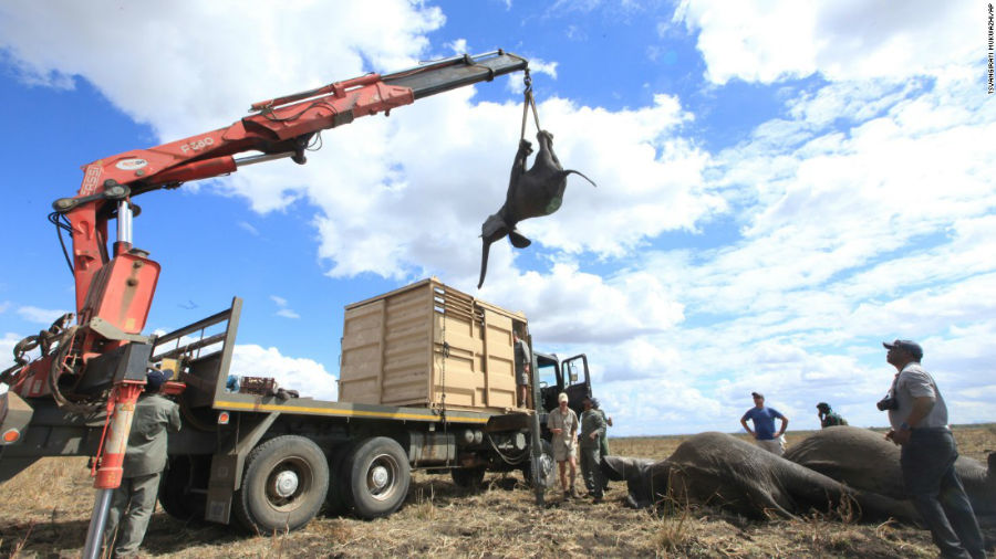 دشواری‌های انتقال ۵۰۰ فیل به مالاوی به‌منظور حفظ نژادشان